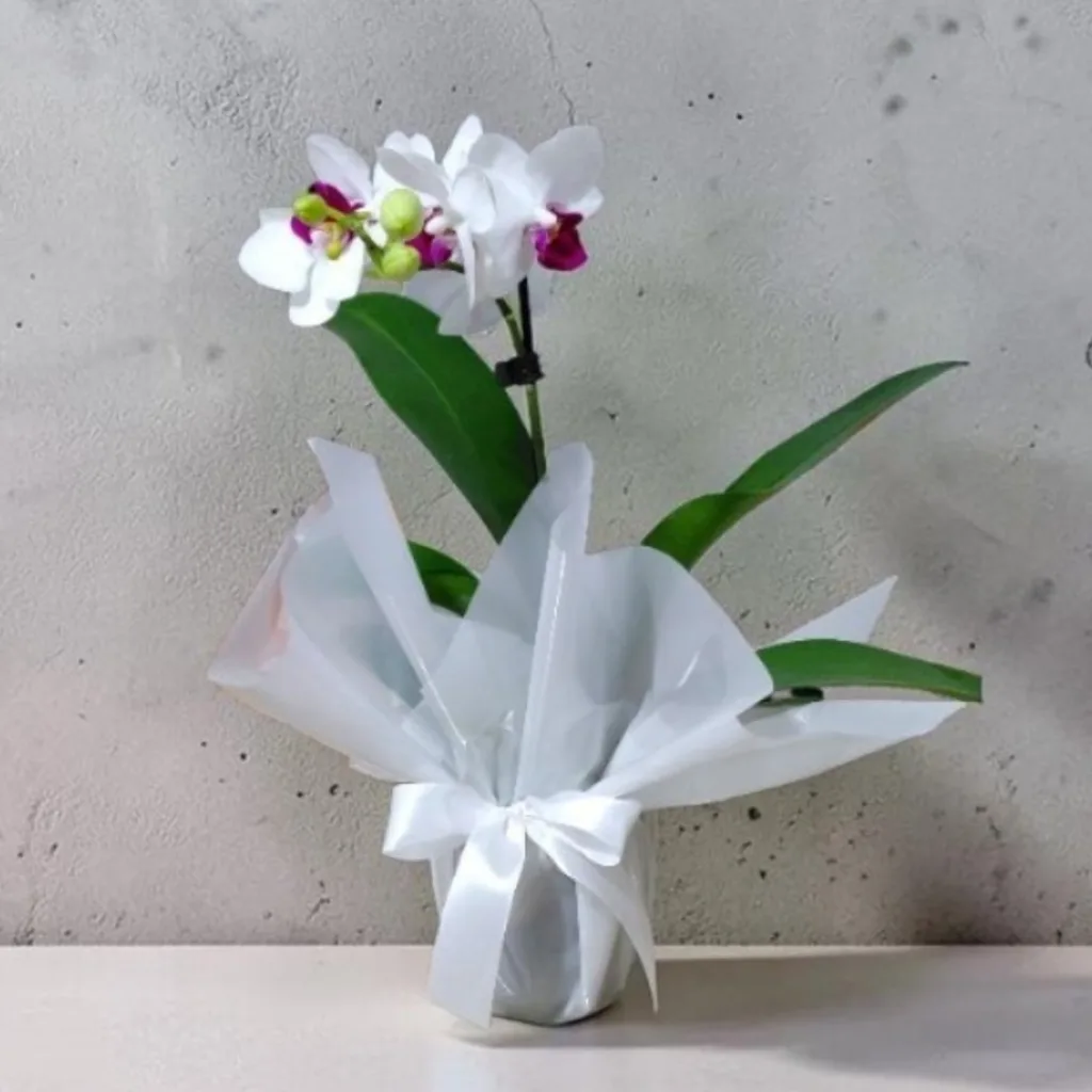 Mini Orquídea Decorada